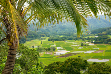 Obraz premium A taro farm on the north shore of Kauai near Hanalei, Hawaii.