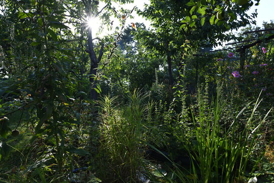 Schrebergarten VI