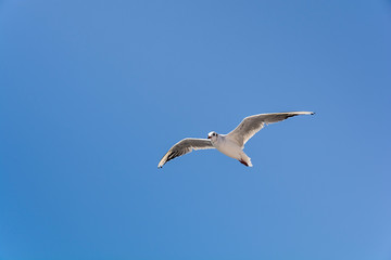 Fototapeta na wymiar Flying big seagull on blue clean sky background