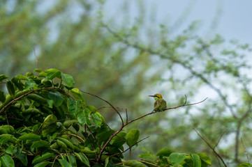 Green bee eater or Merops orientalis perched on a branch of tree at ranthambore national park rajasthan india