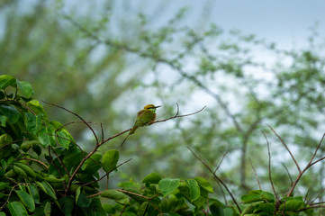 Green bee eater or Merops orientalis perched on a branch of tree at ranthambore national park rajasthan india