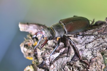 Male of the stag beetle on a close up picture in its natural environment - sitting on oak tree. A rare and endangered beetle species with large mandibles, occurring in Europe. Lucanus cervus