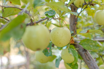 Fresh young green apple on a branch ready to be harvested, outdoors