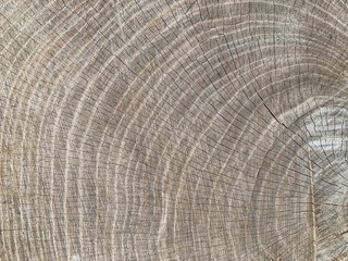 Background texture: sectional oak log. The structure of the sawn tree trunk. Oak stump, circles of life.