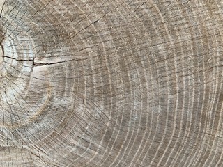 Background texture: sectional oak log. The structure of the sawn tree trunk. Oak stump, circles of life.