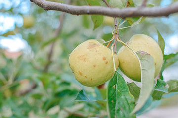 Fresh young yellow apple on a branch ready to be harvested, outdoors