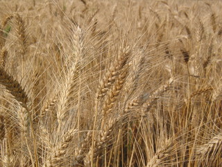 TRIGO