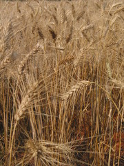 Fototapeta premium TRIGO