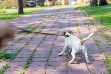 Obraz premium The dog pulls on its owner's leash. A man walks with a Jack Russell Terrier.