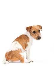 dog jack russell terrier in the studio