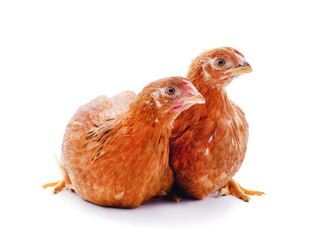 Two small chickens.