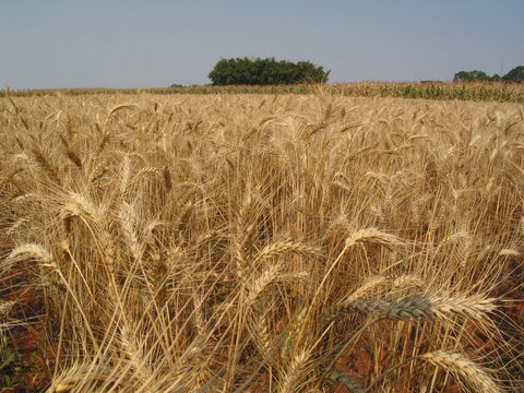 TRIGO
