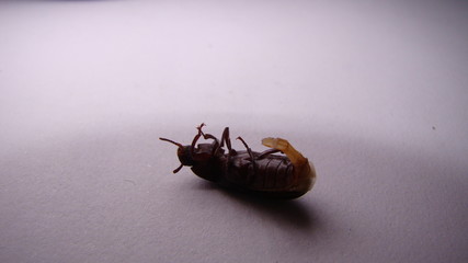 penis of beetle. Adult ; Stages of the mealworms life cycle. superworms on white background....