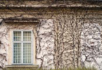 wall with rustic window and creeper plant in Vienna Austria
