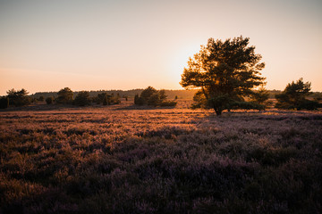 Colorful nature meadow landscape with sunset glow and blooming heath plants and illuminated grass...