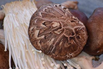  Closeup of Japanese Mushrooms on a clay dish