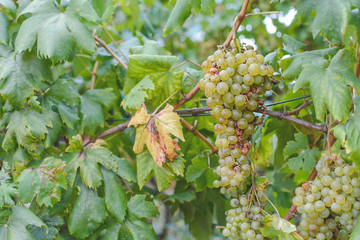 Grape farm harvest in rural country field