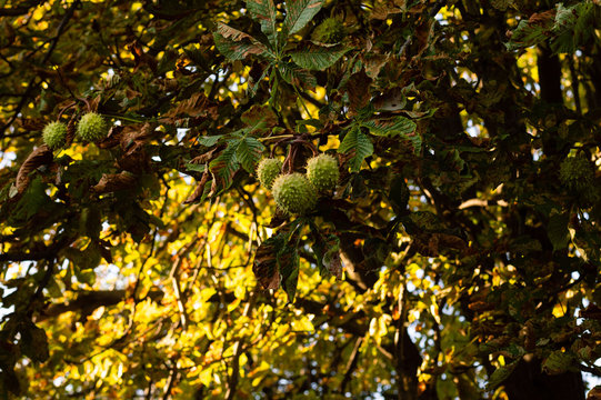 Green horse chestnut in the peel hangs from a chestnut tree, the leaves of which were damaged by a miner moth.