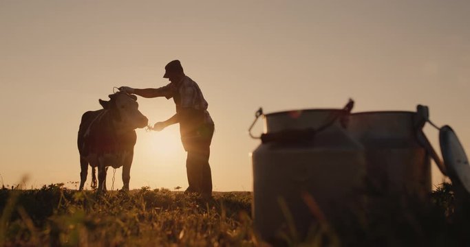 The owner is near his cow at sunset. In the foreground are milk cans