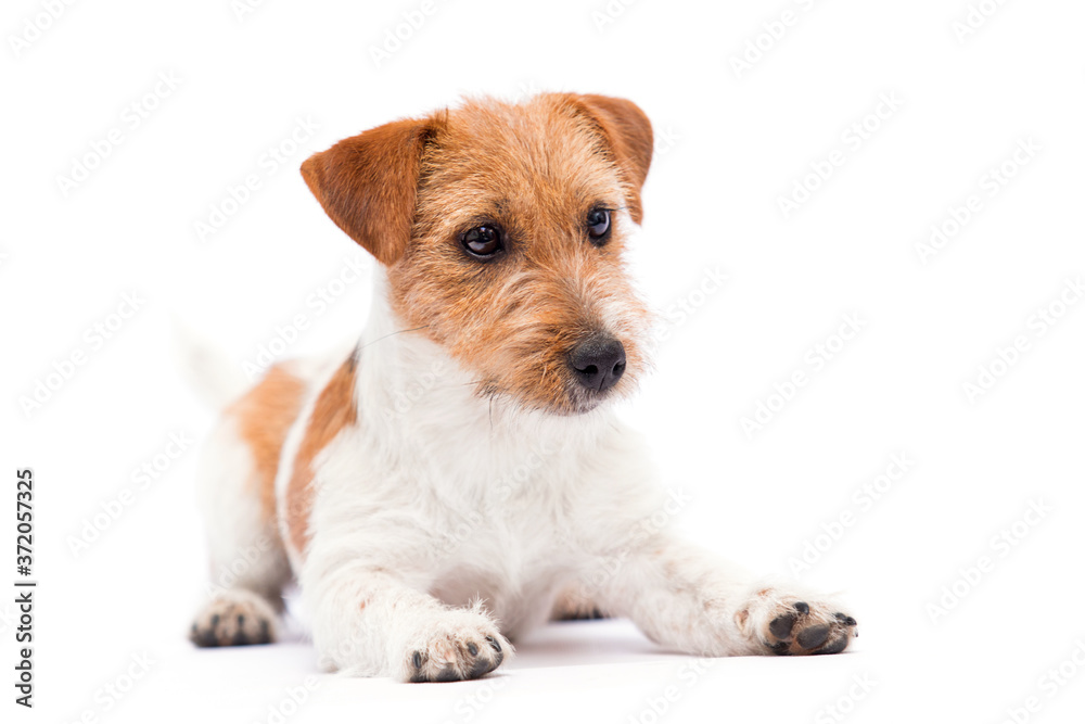 Wall mural dog jack russell terrier lies on a white background