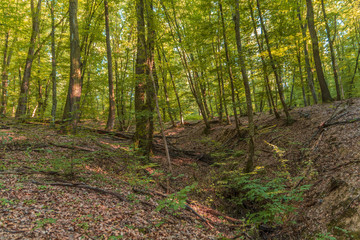 Green and yellow forest with dent ground