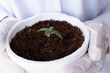 Medica sostiene una maceta de planta de cannabis medicinal.
