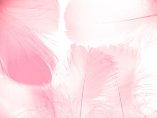 Fototapeta na wymiar Beautiful abstract gray and pink feathers on white background, white feather frame texture on pink pattern and pink background, feather, pink banners