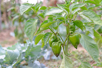 Green bell peppers growing in the field