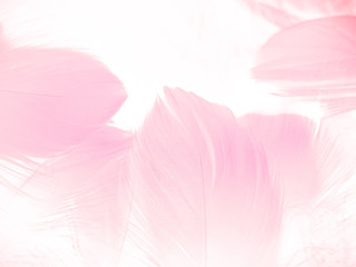 Beautiful abstract gray and pink feathers on white background, white feather frame texture on pink pattern and pink background, feather, pink banners