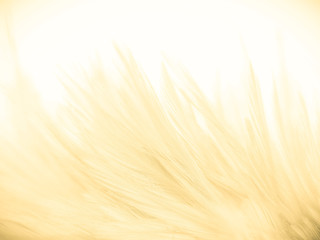 Beautiful abstract orange and white feathers on white background, soft brown feather texture on white pattern background, yellow feather background