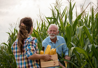 Man and woman farmers checking corn quality in summer