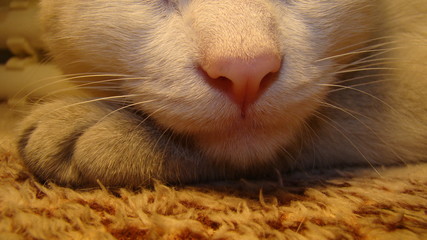 Cat's nose and mouth | white cat .