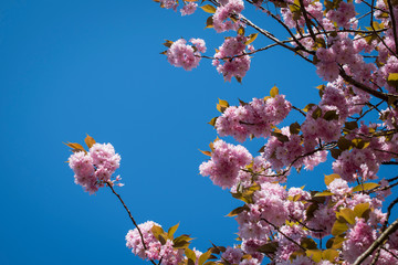 Rosa blühender Baum