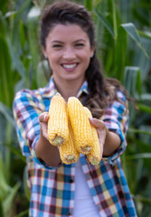 Woman holding corn cobs in hands