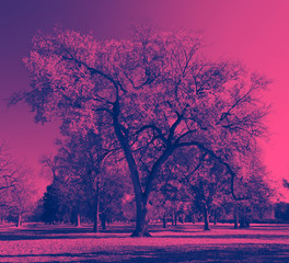 Fototapeta na wymiar Big twisted tree with colorful pink and blue duotone effect