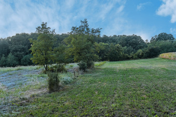 Green forest with blue sky and part of argriculture grass field close