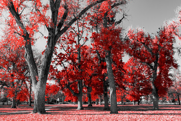 Forest of colorful tall trees with red leaves in a black and white fall landscape
