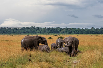Obraz premium Elephants taking a mud bath in the rain in Masai Mara National Reserve in Kenya