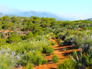 Trail through the brush