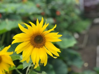 Obraz premium yellow sunflower in the garden