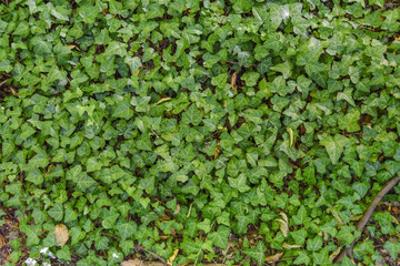 Obraz premium Green ivy hedge creeper on big fence wall