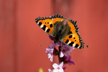 Butterfly landing on pink flowers.