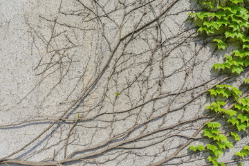 Green ivy pattern creeper growth on cement wall in the city center