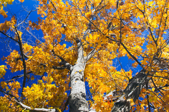 Fall tree with yellow leaves and black branches against a blue sky background
