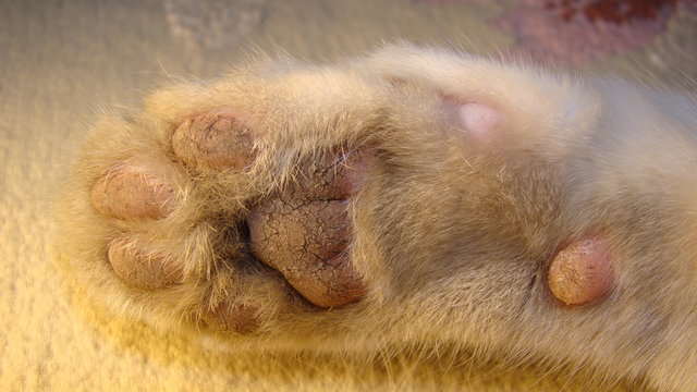 cat paw | cat paws |The foot of the cat - footprint | white cat.
animals, animal at home
