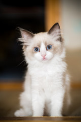 two month old Ragdoll kitten at home