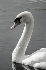 Fototapeta premium Black and White Image of a Swan With Water Reflection
