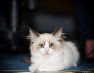 two month old Ragdoll kitten at home
