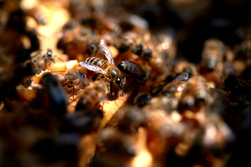 Bees work beeswax on a frame
