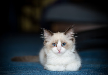 two month old Ragdoll kitten at home